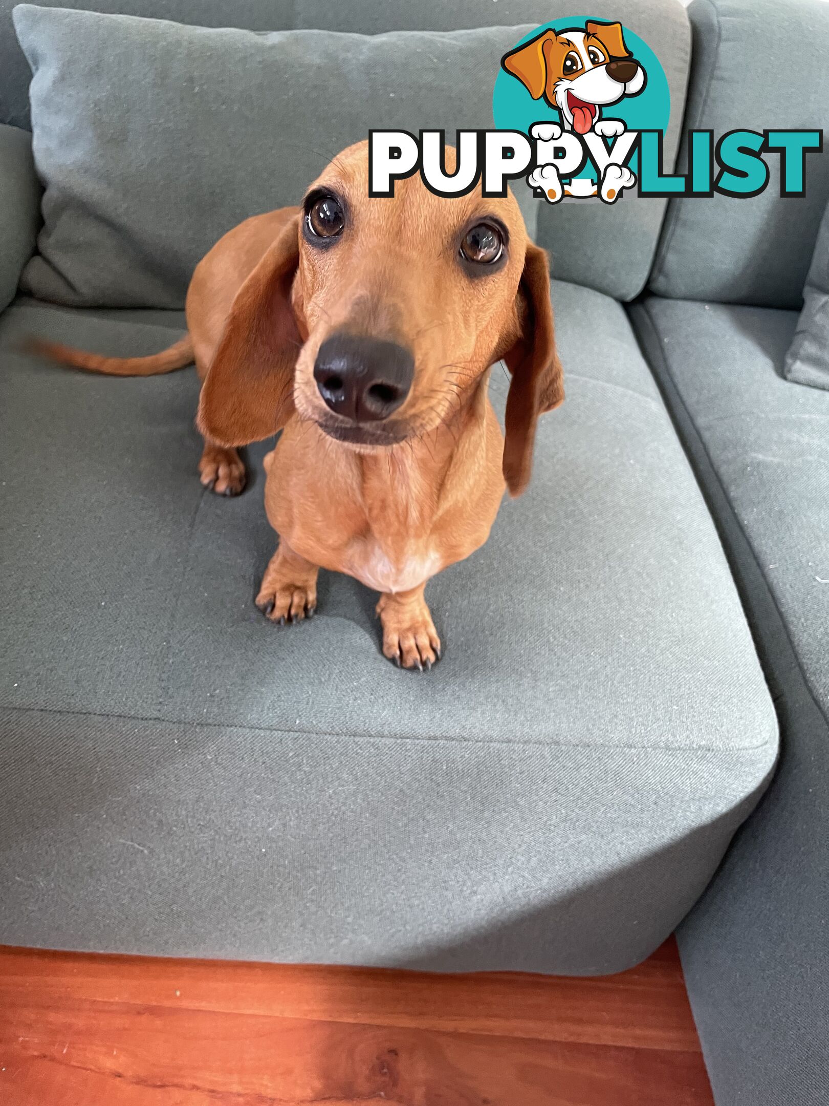 Dachshund Miniature Purebred Adorable F Fully Vax and Microchipped.
