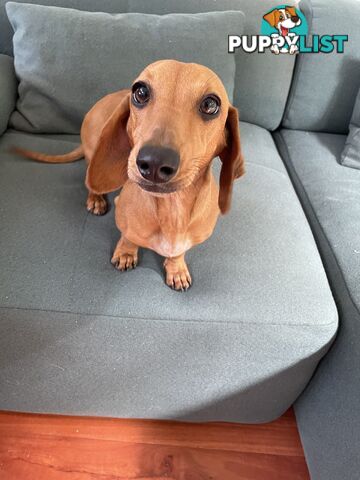Dachshund Miniature Purebred Adorable F Fully Vax and Microchipped.