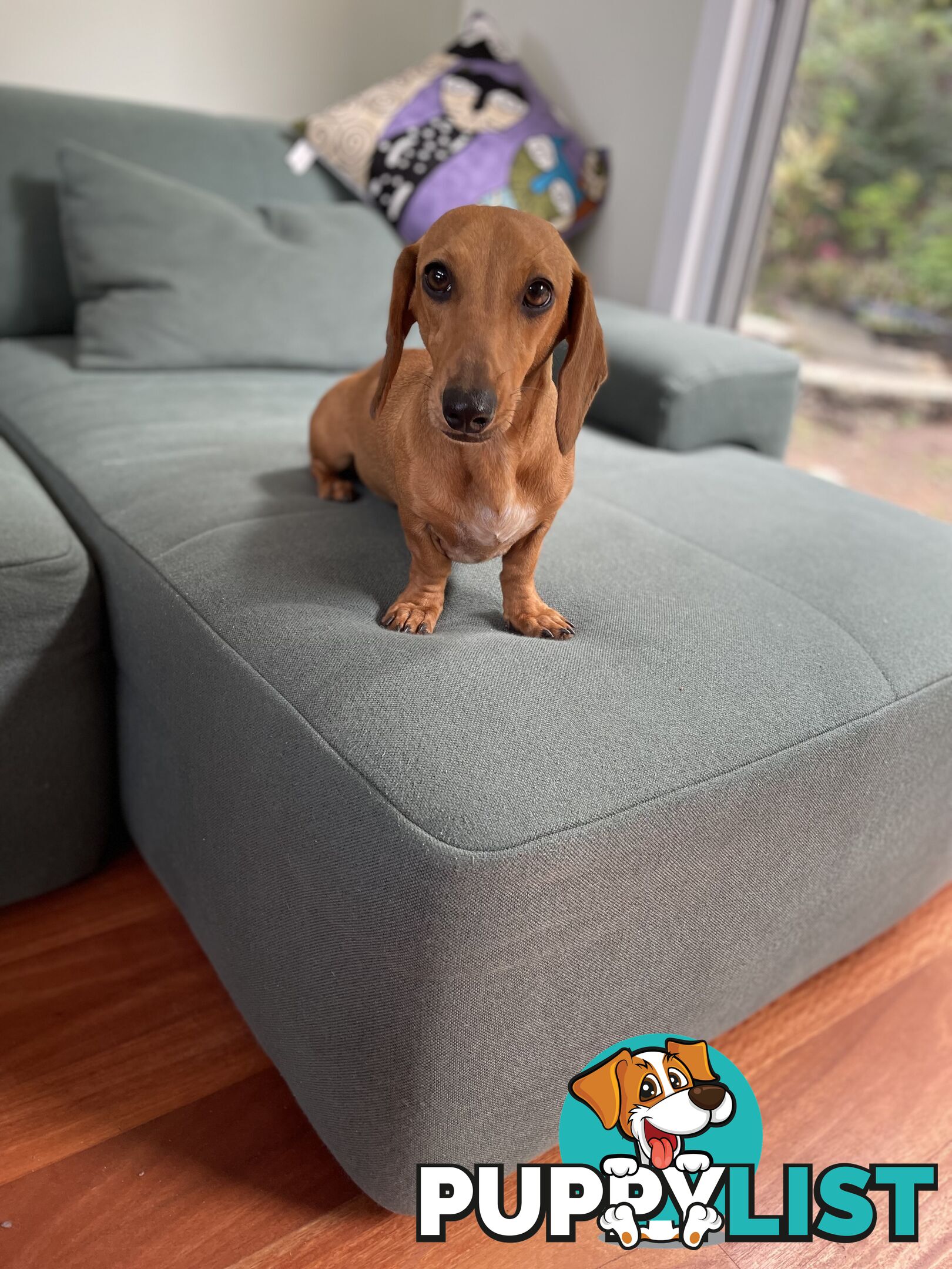 Dachshund Miniature Purebred Adorable F Fully Vax and Microchipped.