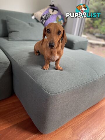 Dachshund Miniature Purebred Adorable F Fully Vax and Microchipped.
