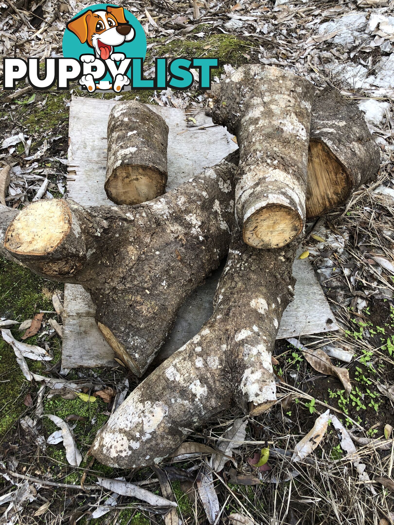 Red Cedar log pieces and Mango logs .