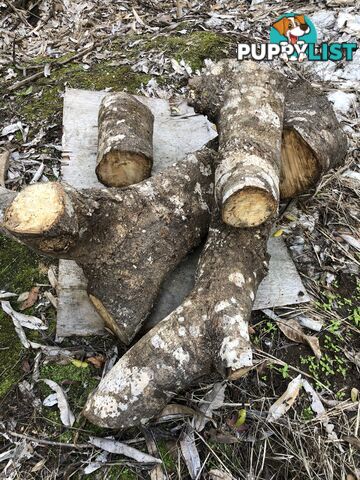 Red Cedar log pieces and Mango logs .