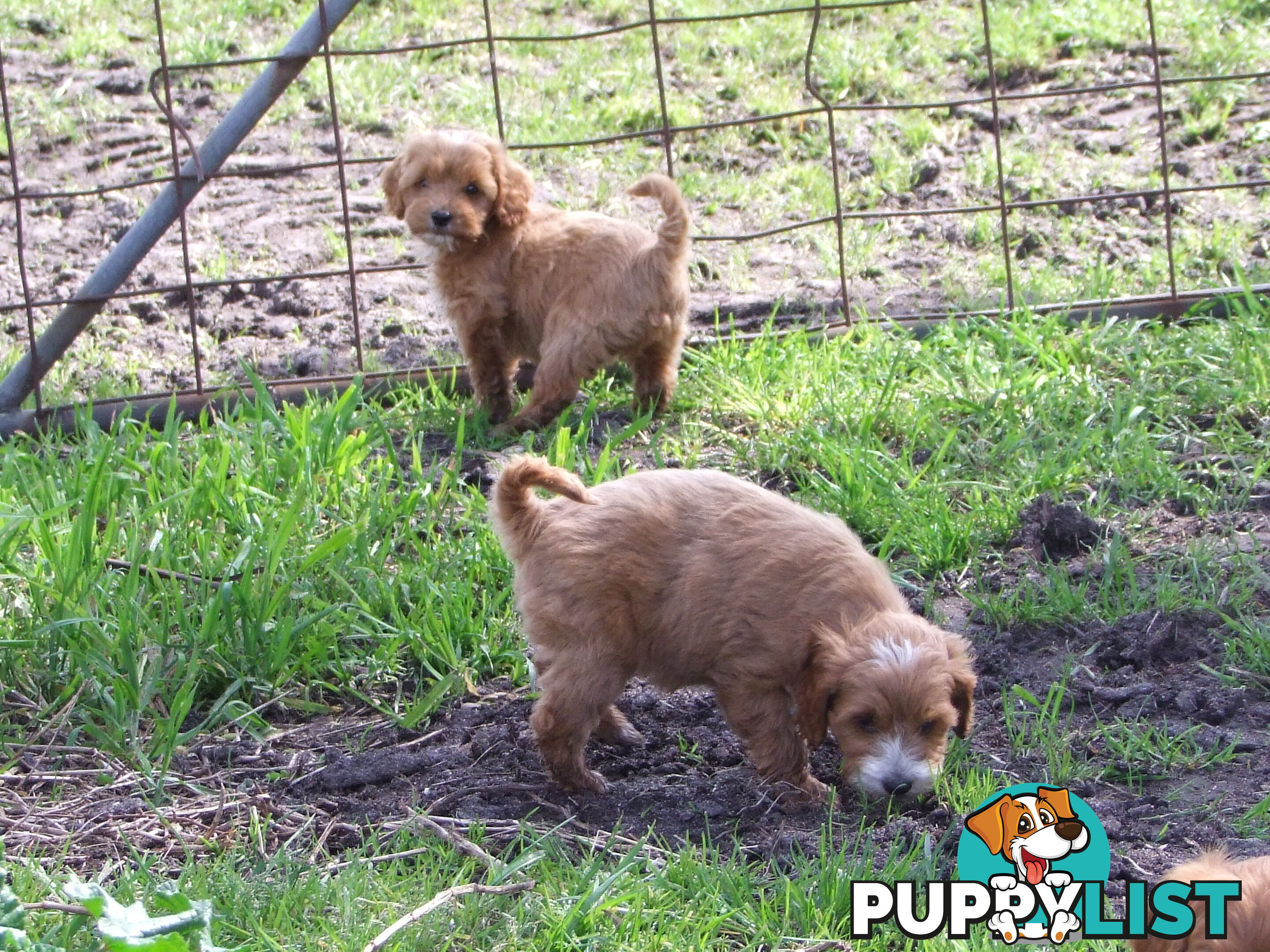 spoodle pups for sale