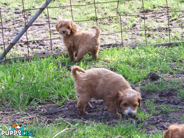 spoodle pups for sale