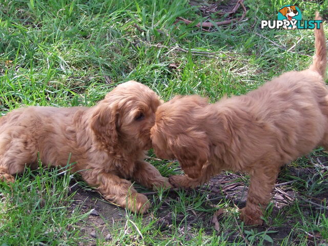 spoodle pups for sale