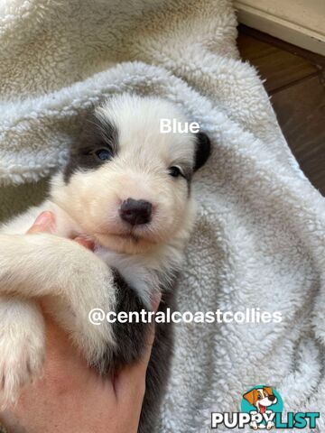 🐶Pure breed border collie puppy, DNA tested!