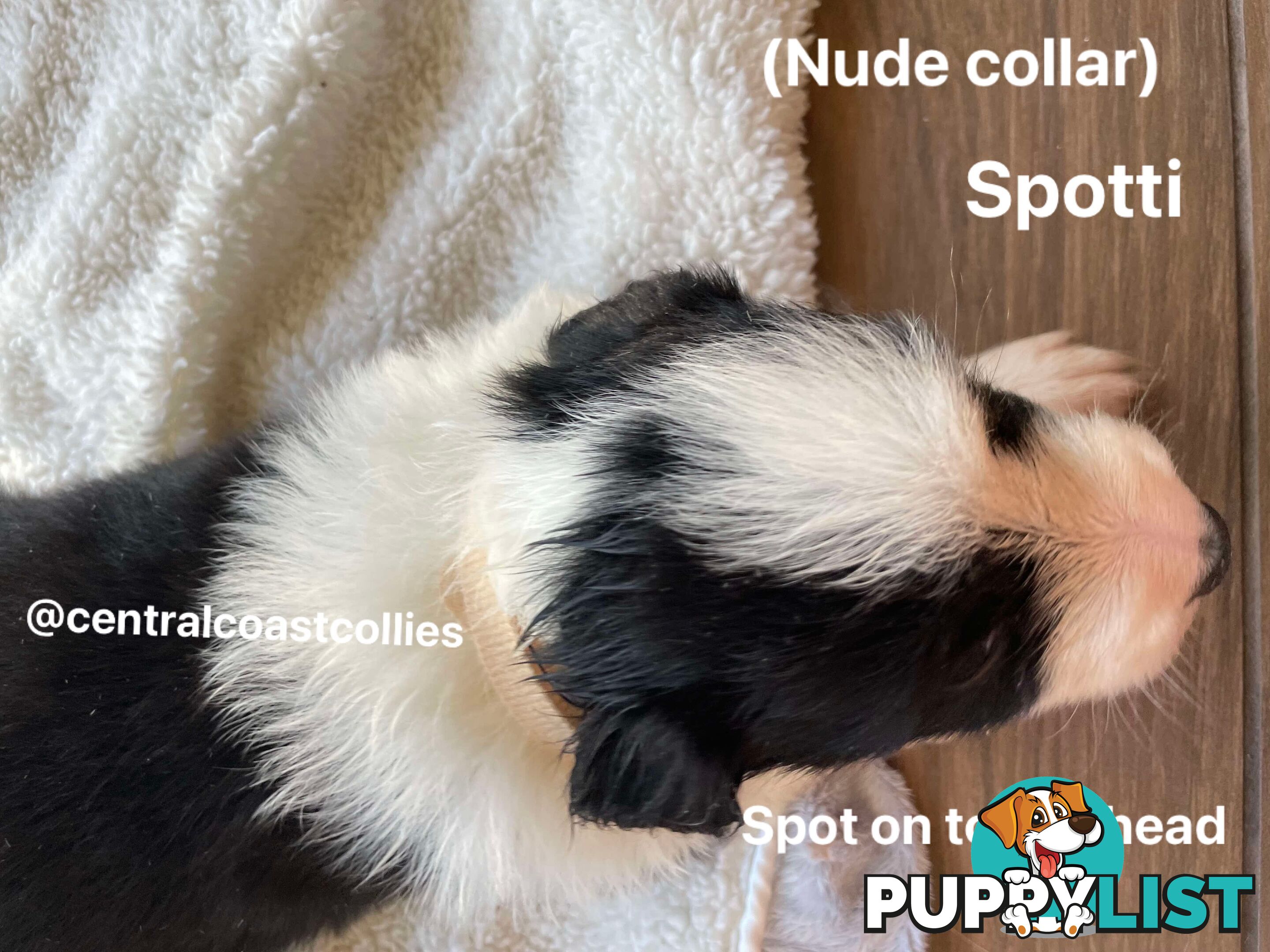 🐶Pure breed border collie puppy, DNA tested!