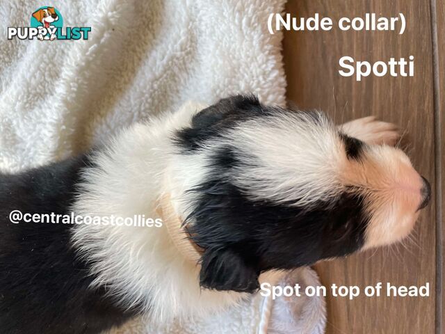 🐶Pure breed border collie puppy, DNA tested!