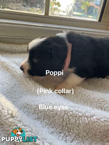 🐶Pure breed border collie puppy, DNA tested!