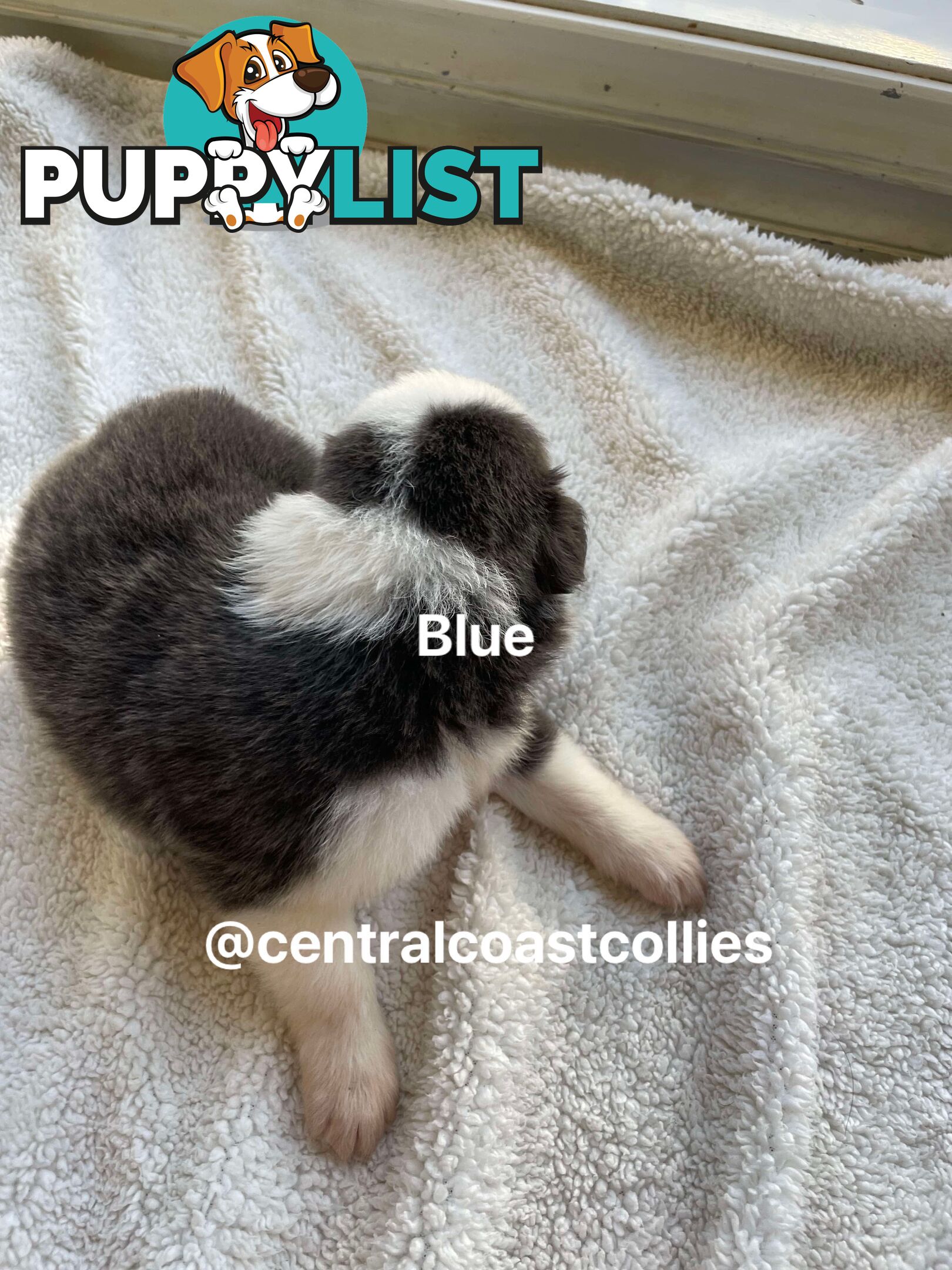 🐶Pure breed border collie puppy, DNA tested!