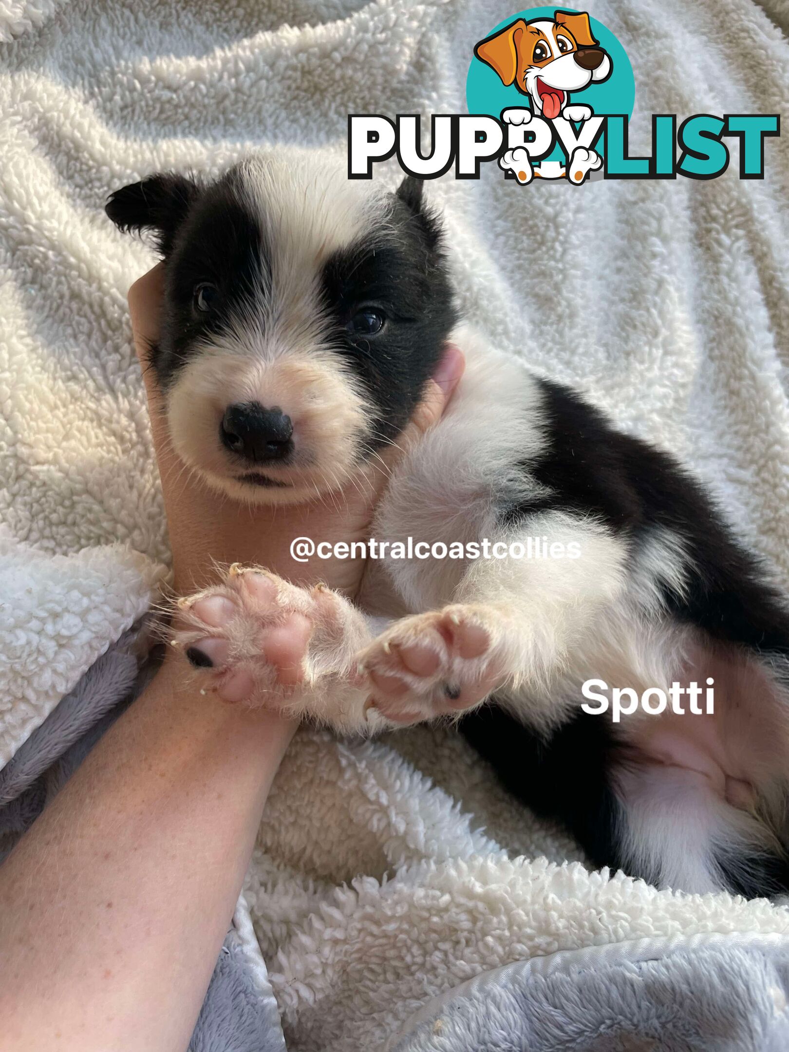 🐶Pure breed border collie puppy, DNA tested!