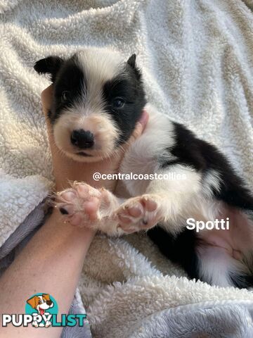 🐶Pure breed border collie puppy, DNA tested!