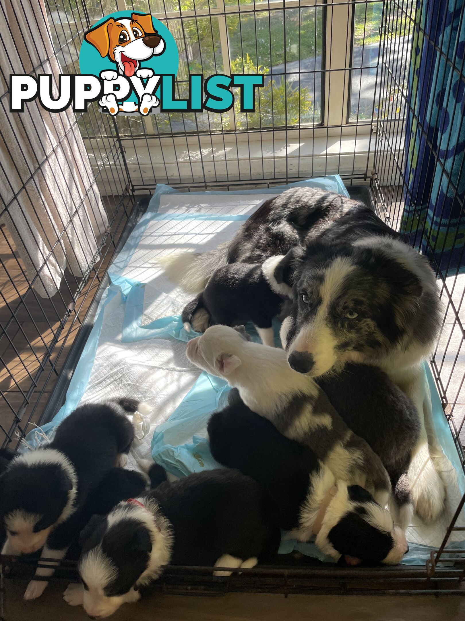 🐶Pure breed border collie puppy, DNA tested!