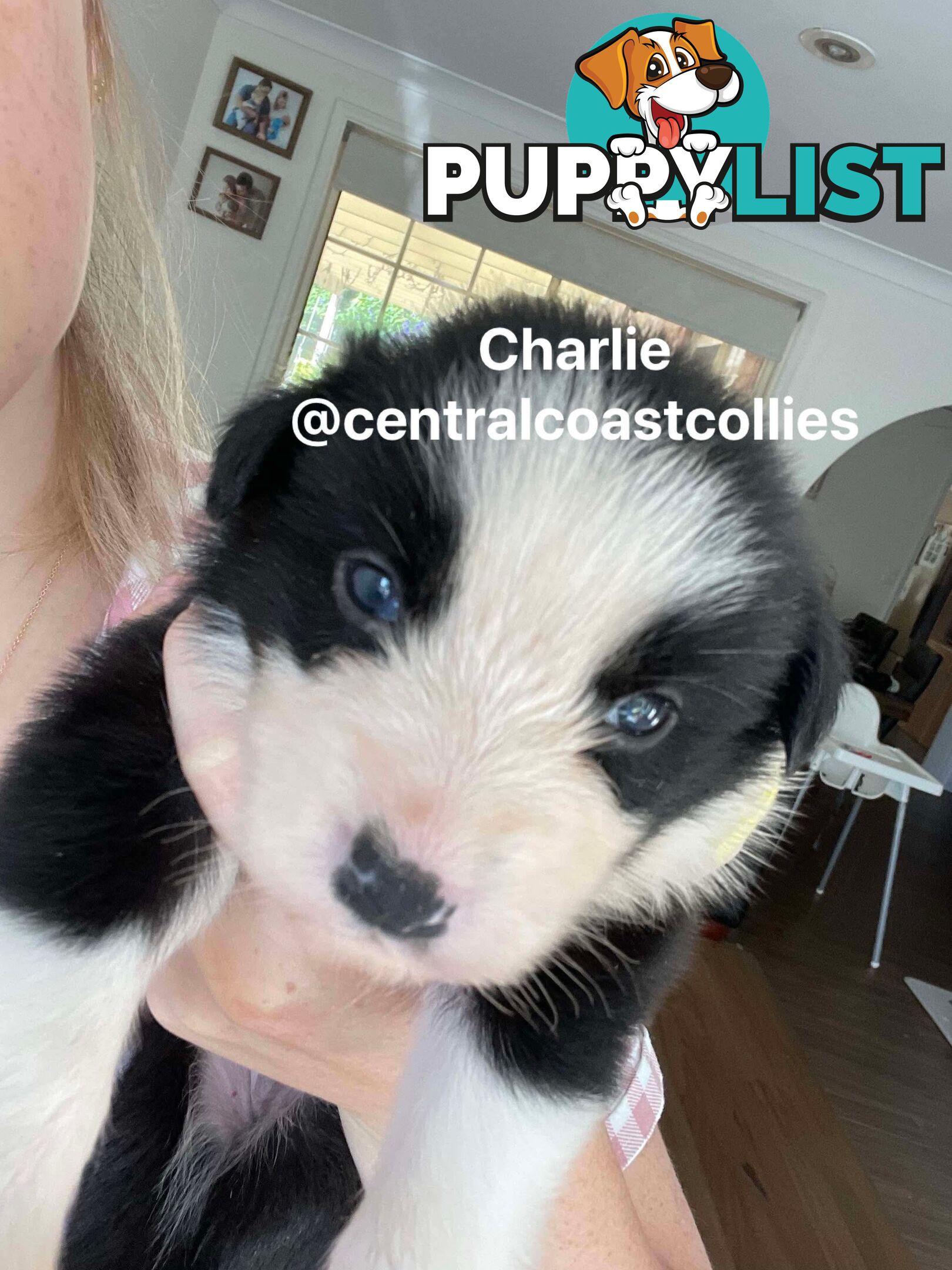 🐶Pure breed border collie puppy, DNA tested!