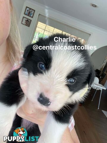 🐶Pure breed border collie puppy, DNA tested!