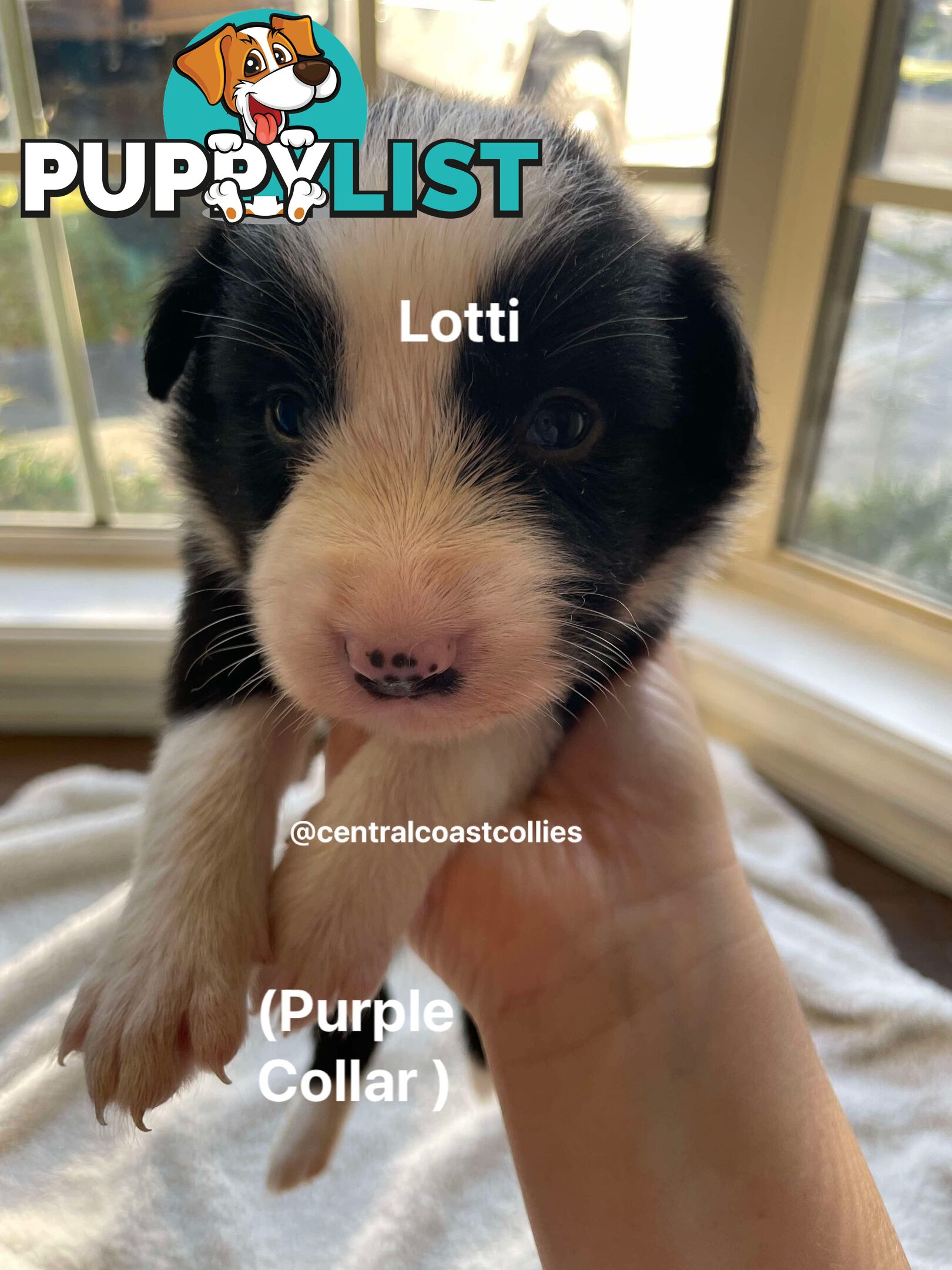 🐶Pure breed border collie puppy, DNA tested!