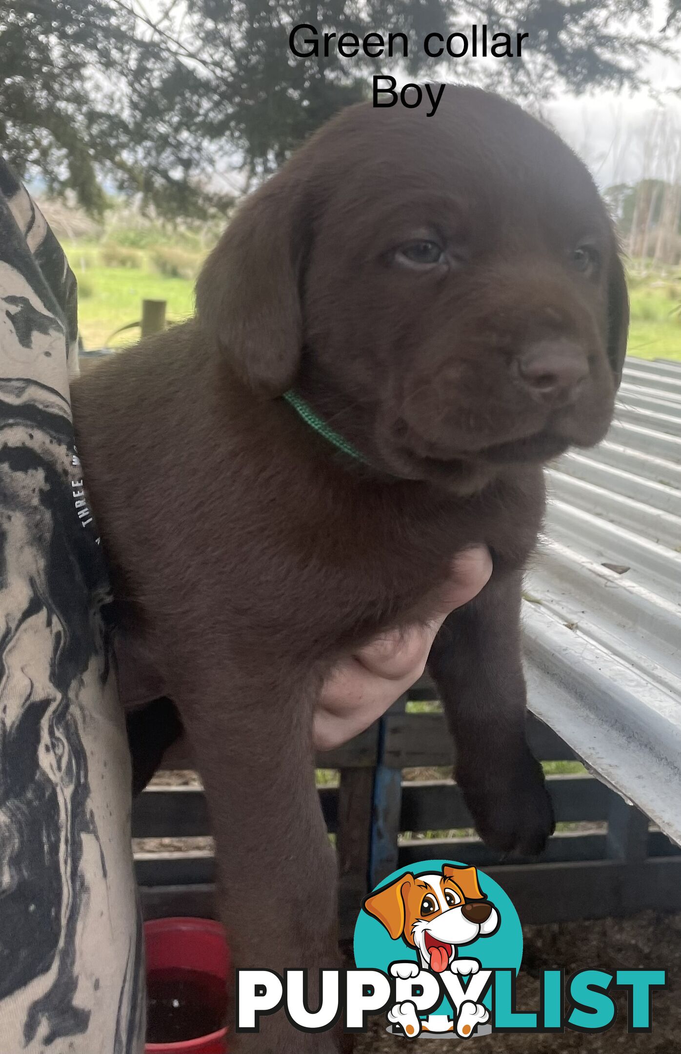 Labrador Puppies