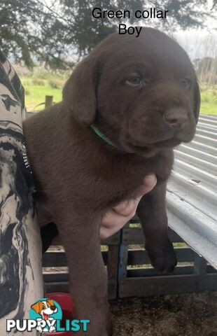 Labrador Puppies