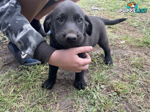 Labrador lucky last male pup