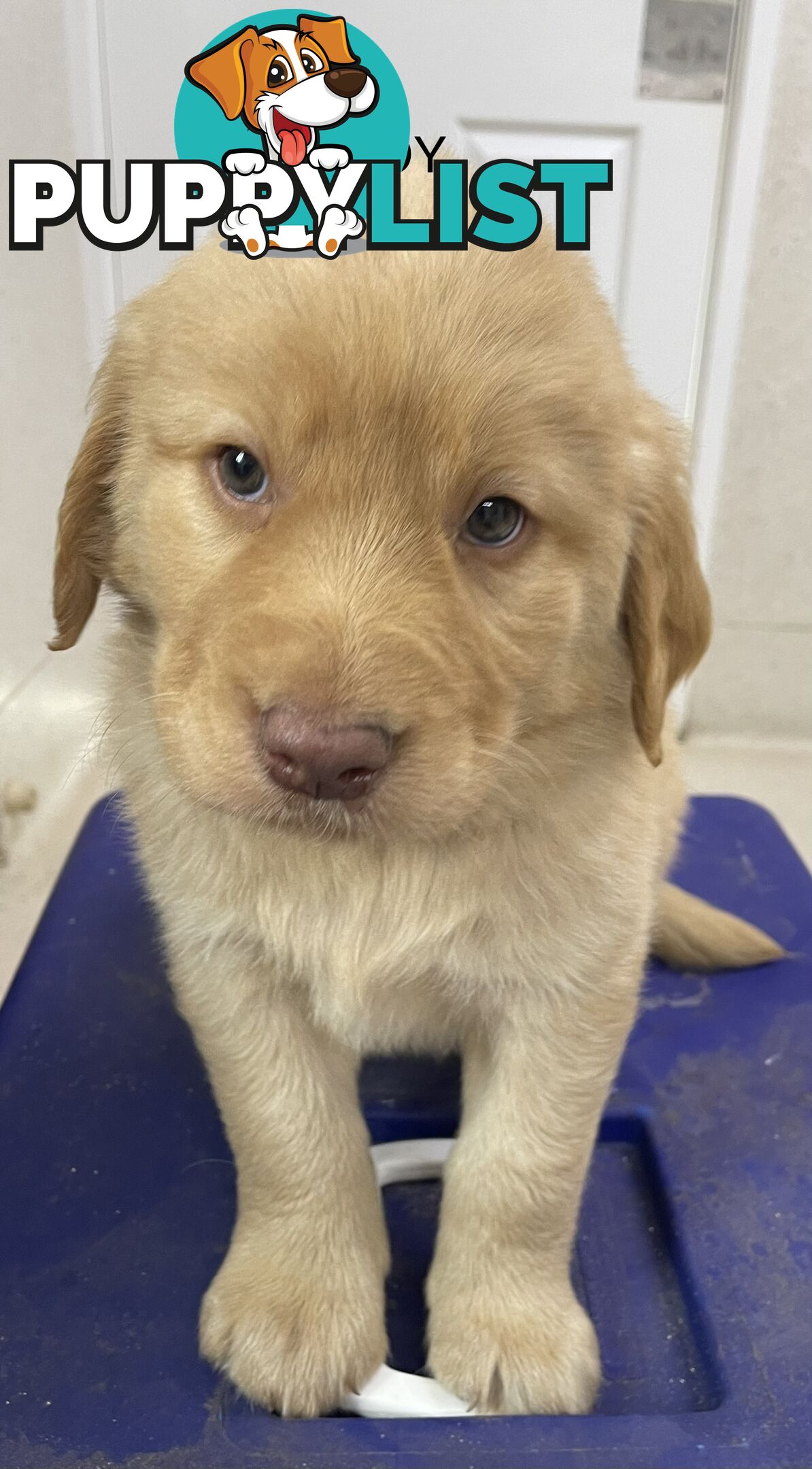 Labrador Puppies