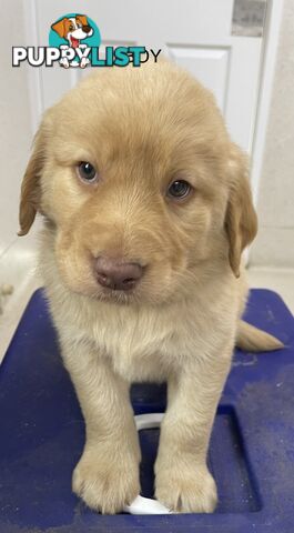 Labrador Puppies