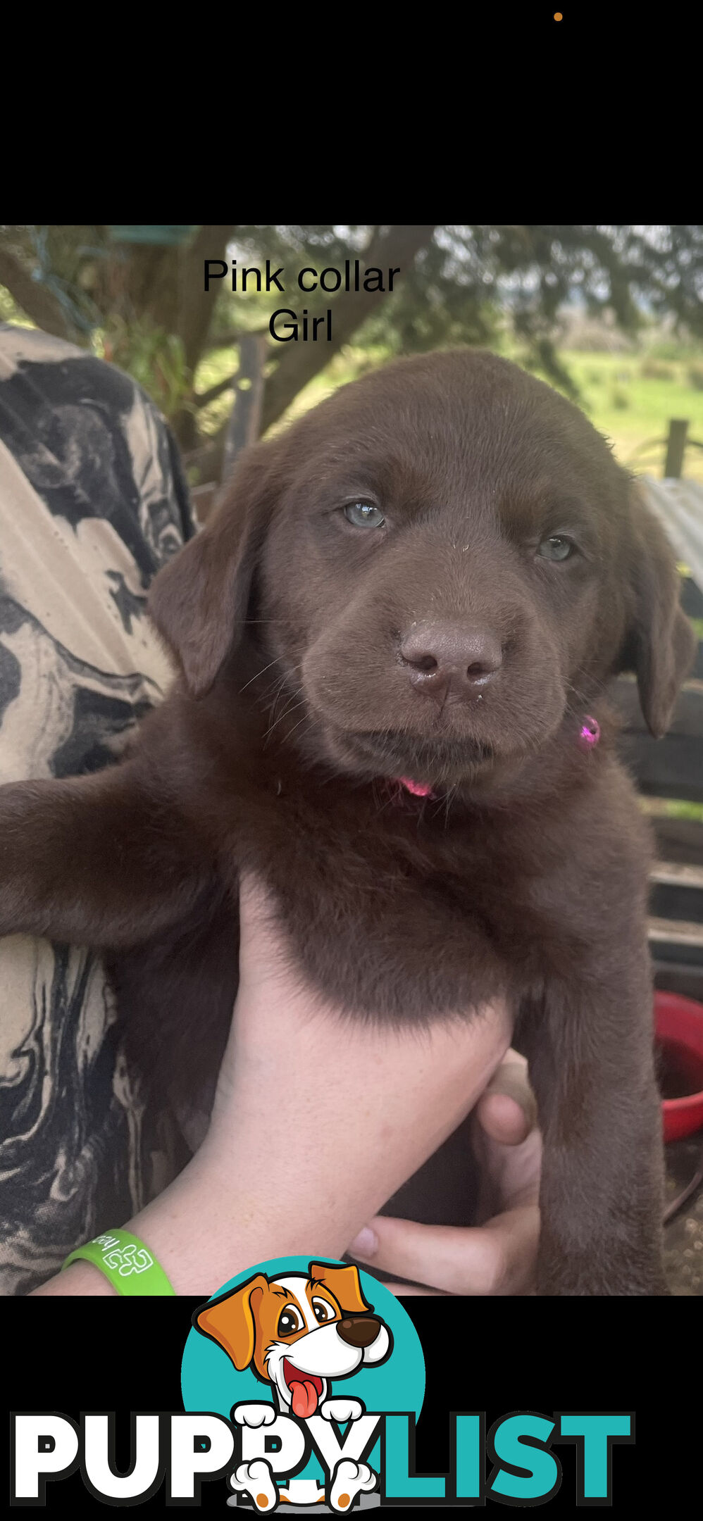 Labrador Puppies