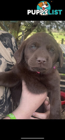 Labrador Puppies