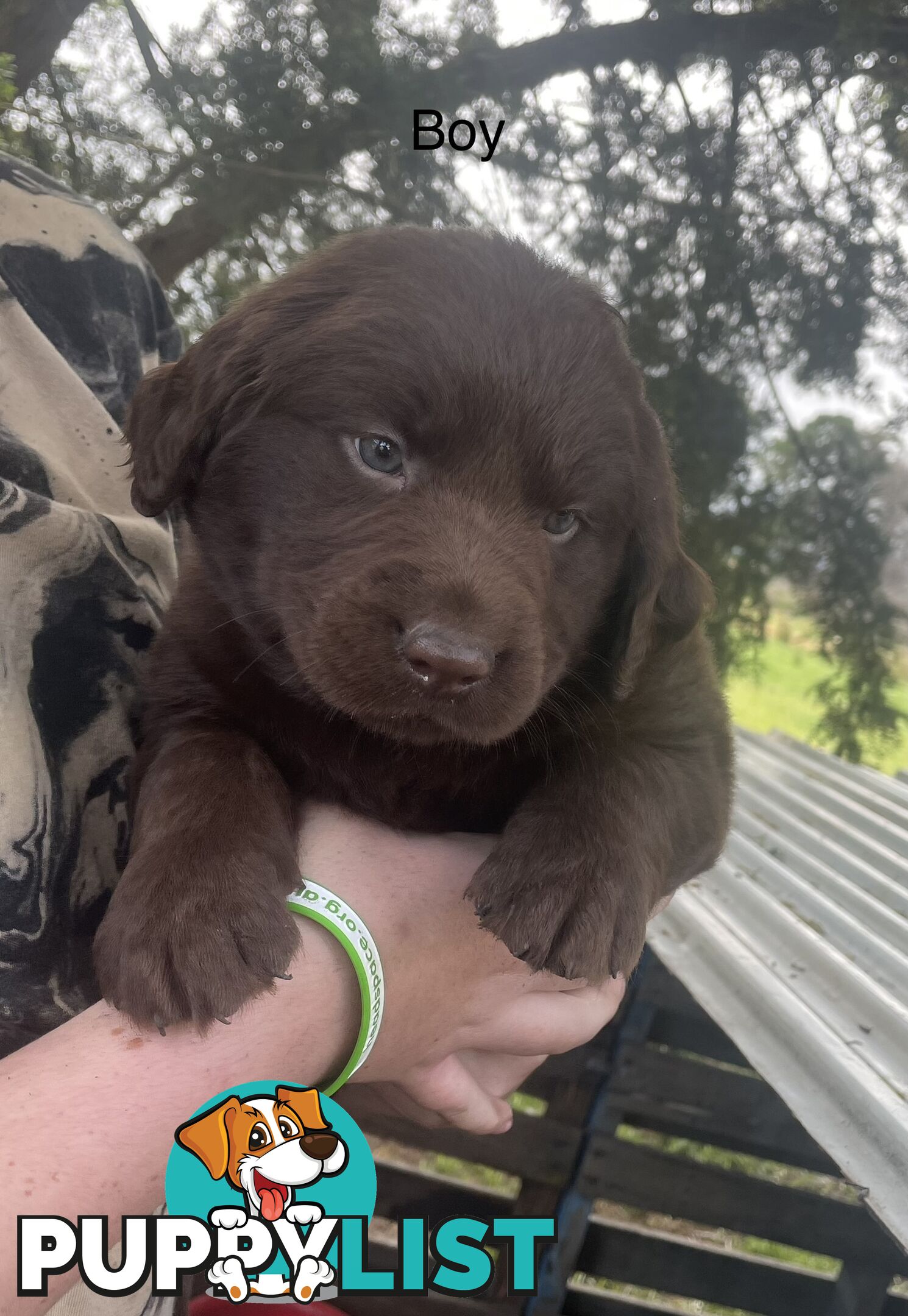 Labrador Puppies