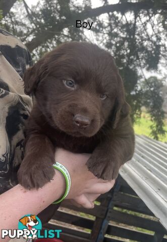 Labrador Puppies