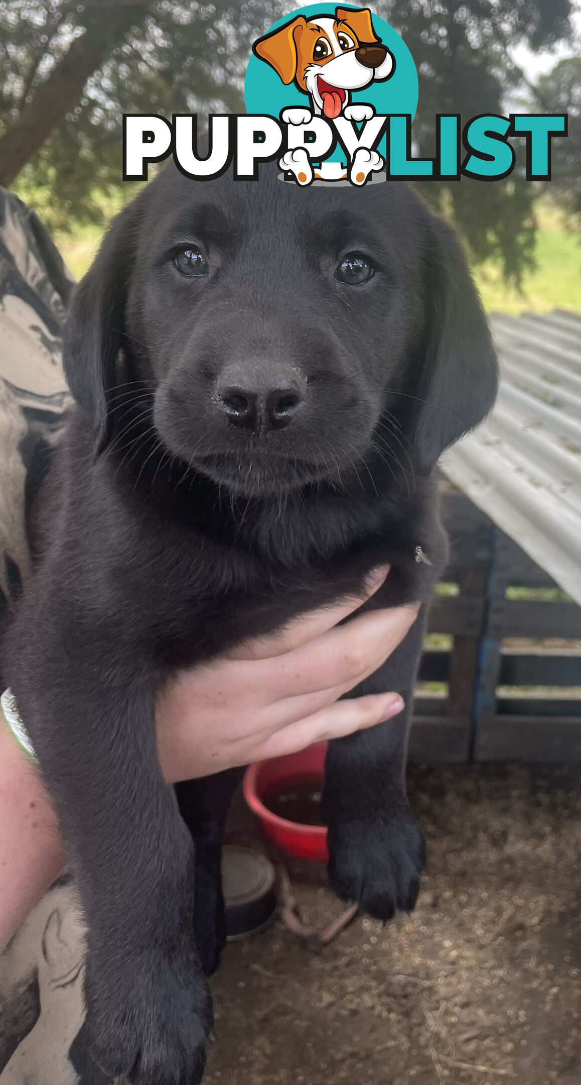 Labrador Puppies