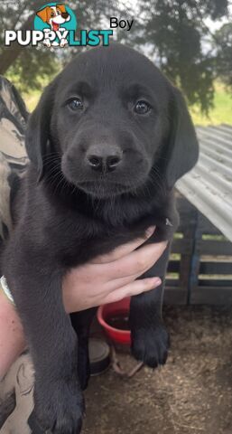 Labrador Puppies