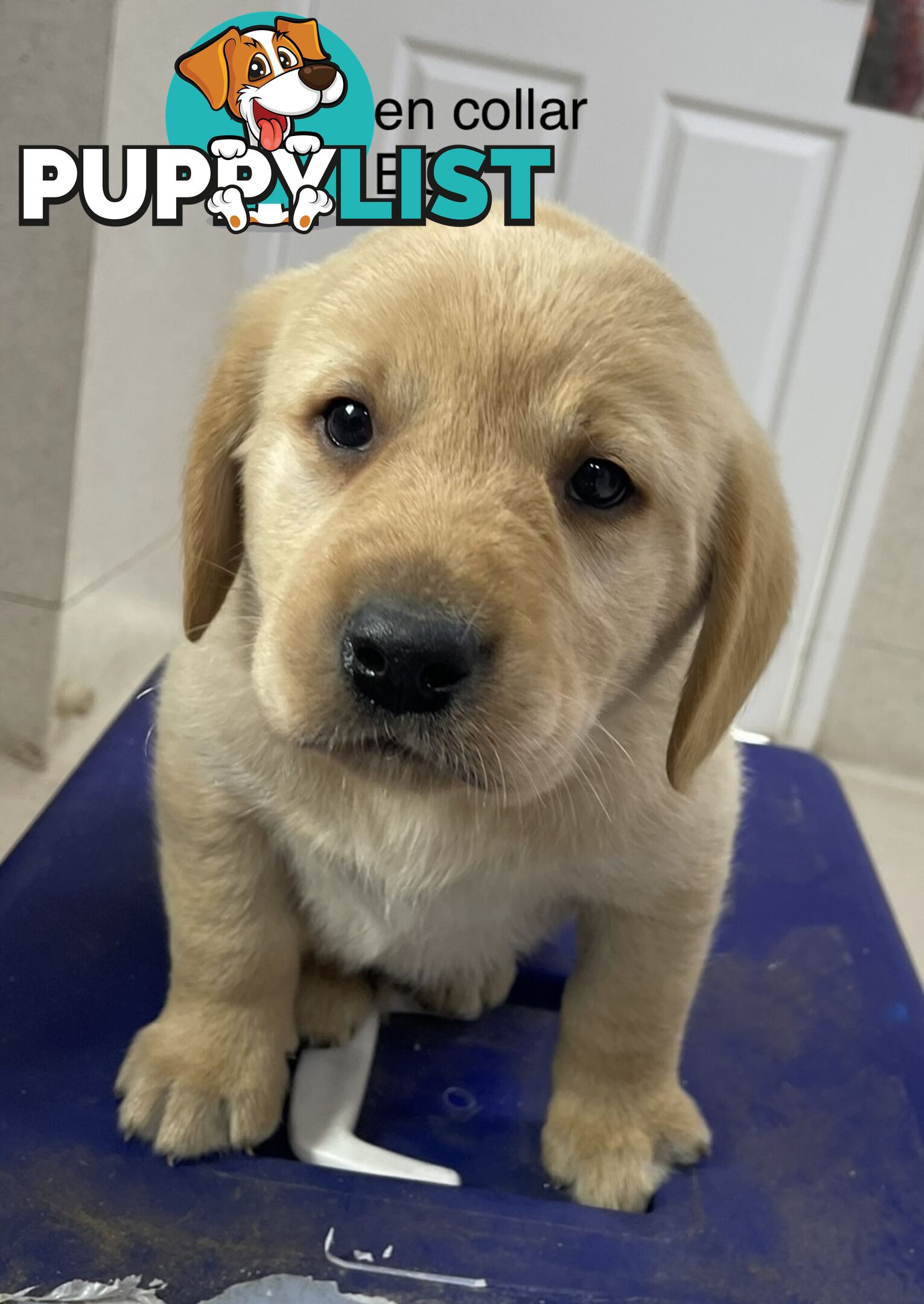 Labrador Puppies