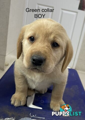 Labrador Puppies