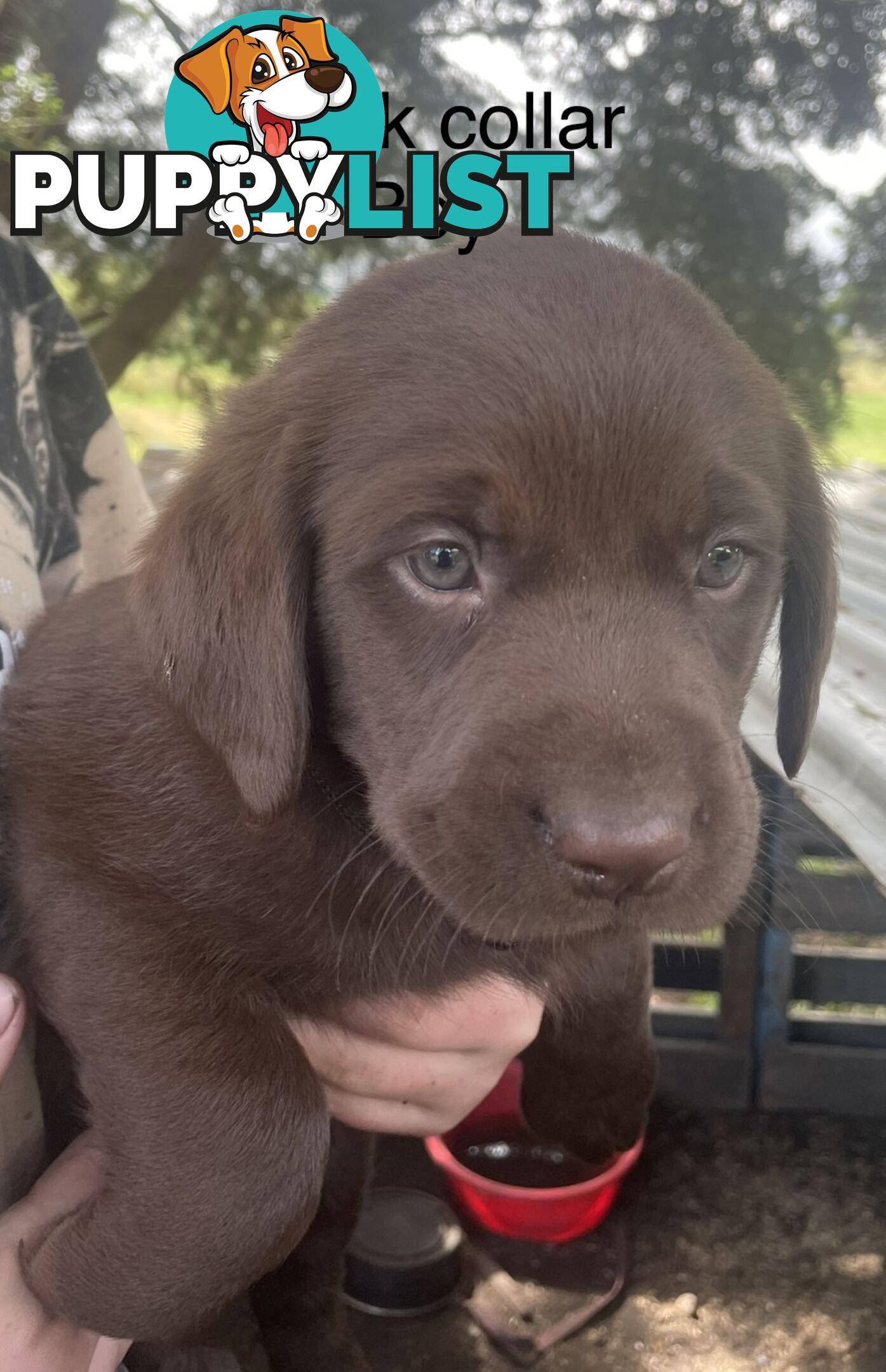 Labrador Puppies