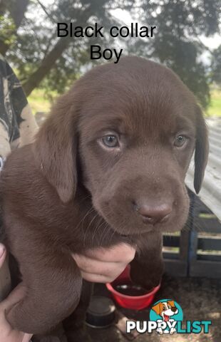 Labrador Puppies