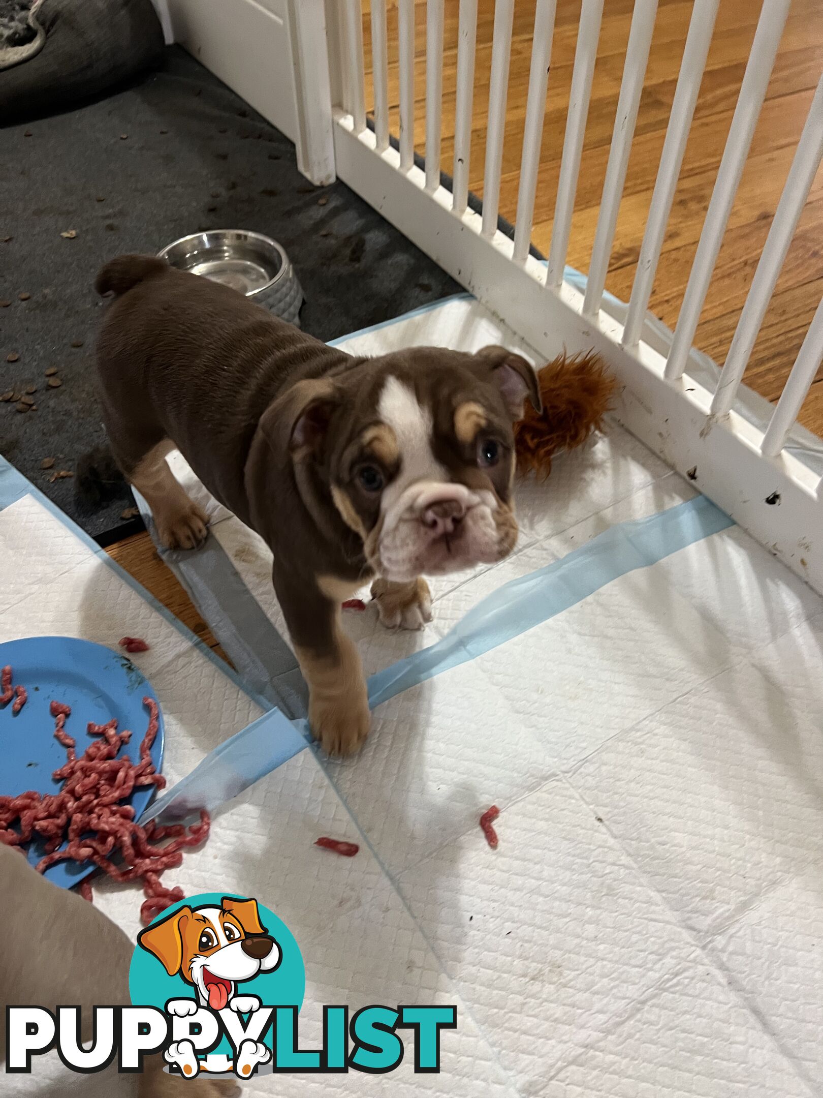 British bulldog puppies