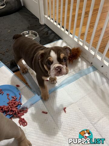 British bulldog puppies