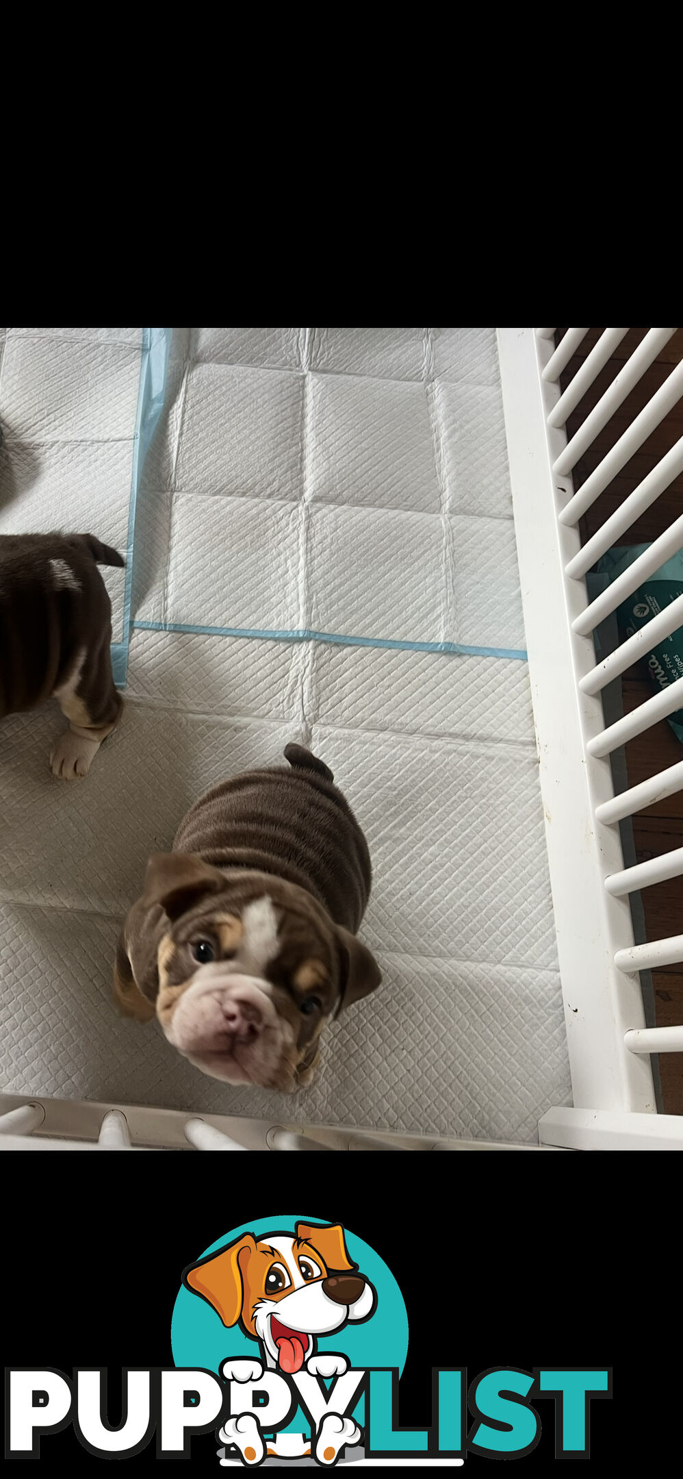 British bulldog puppies