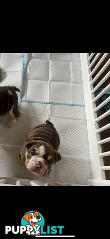 British bulldog puppies