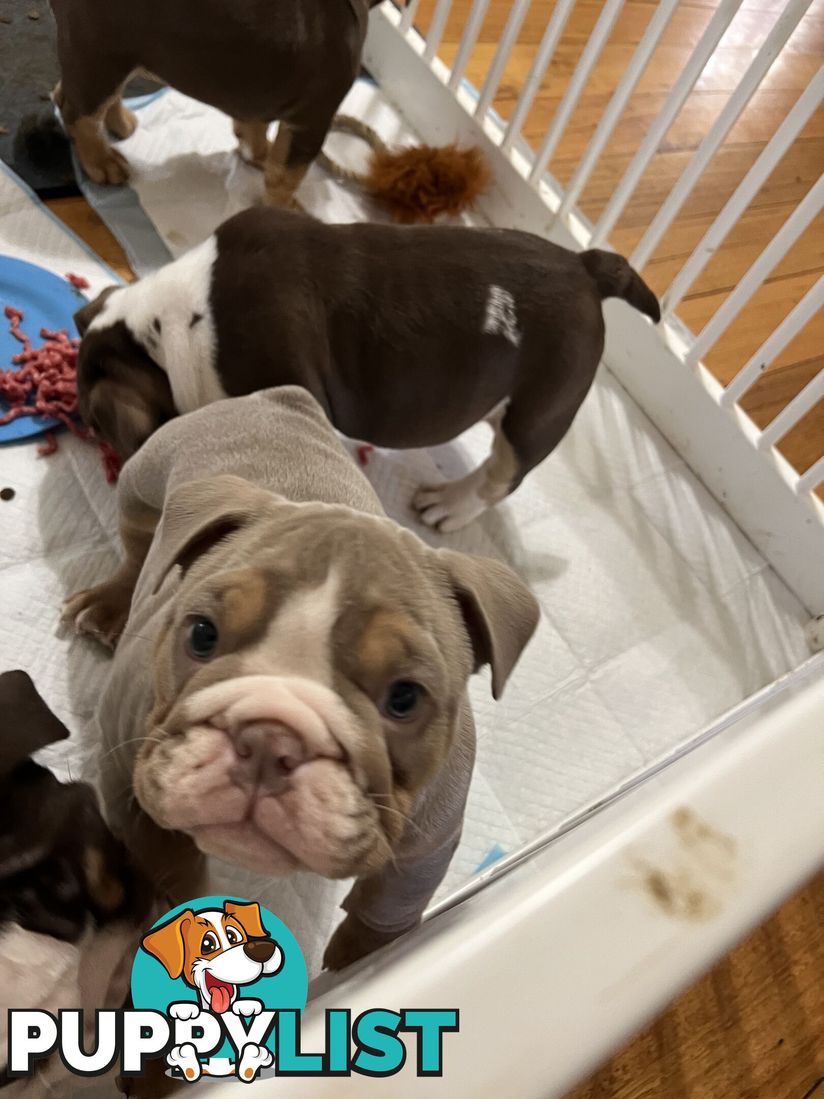 British bulldog puppies