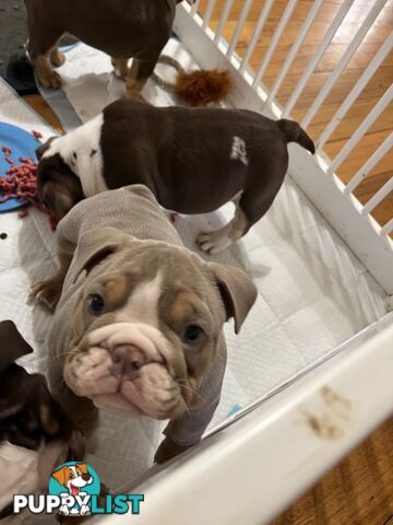 British bulldog puppies