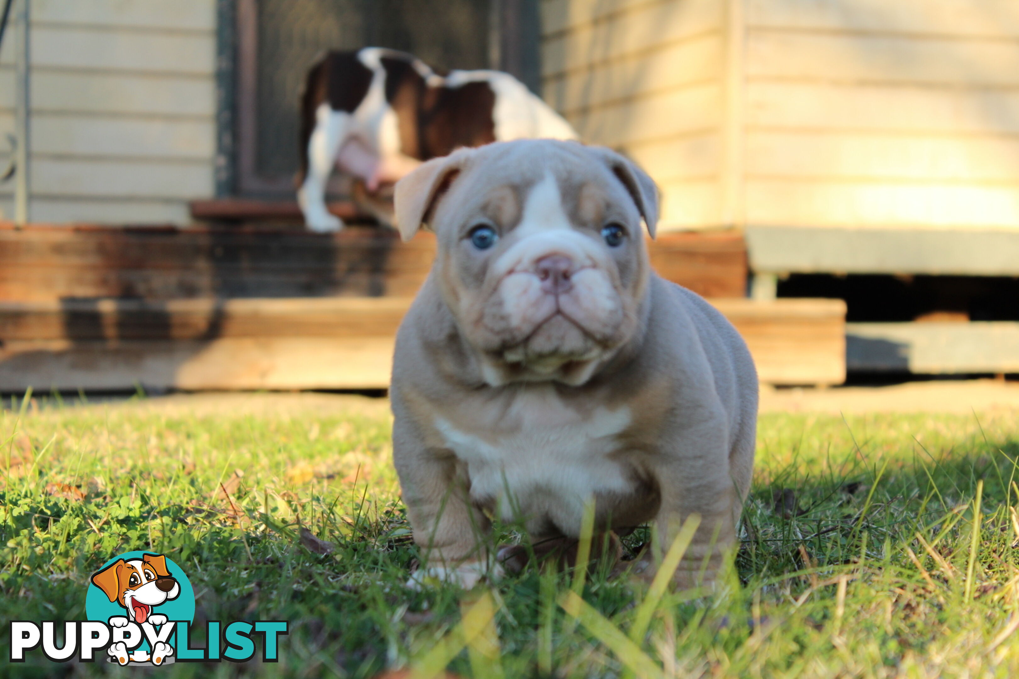 British bulldog puppies