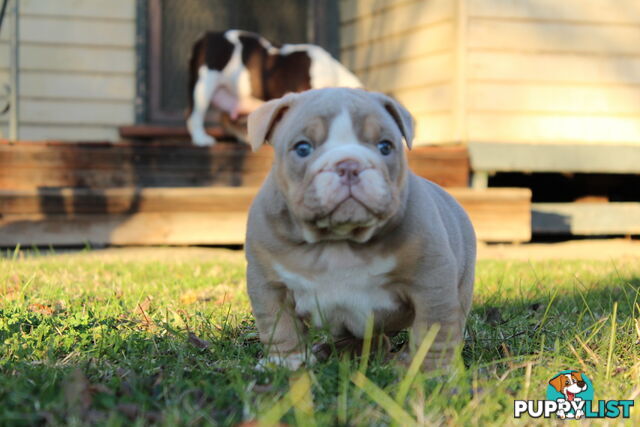 British bulldog puppies