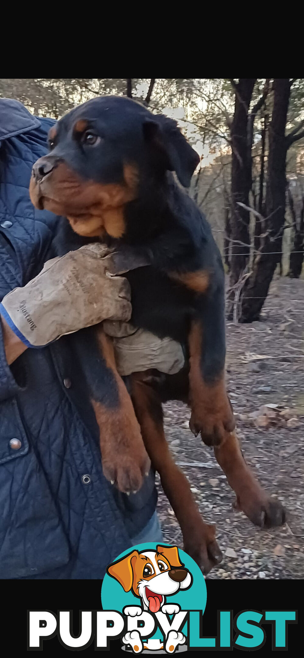 Pure Breed Rottweiler