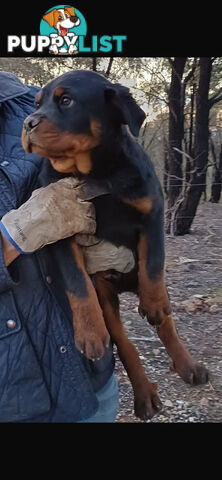 Pure Breed Rottweiler
