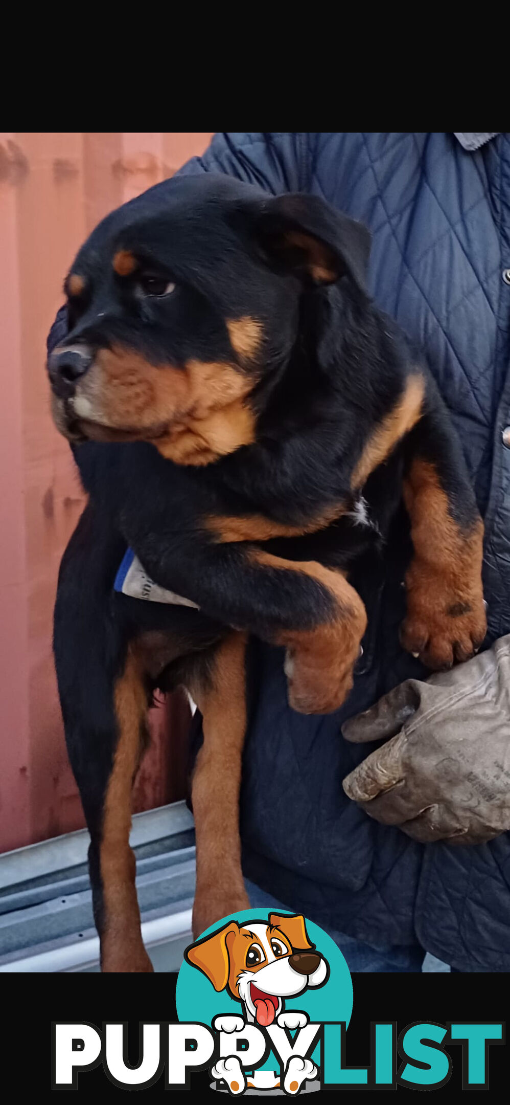 Pure Breed Rottweiler