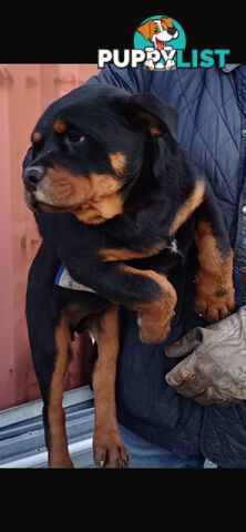 Pure Breed Rottweiler
