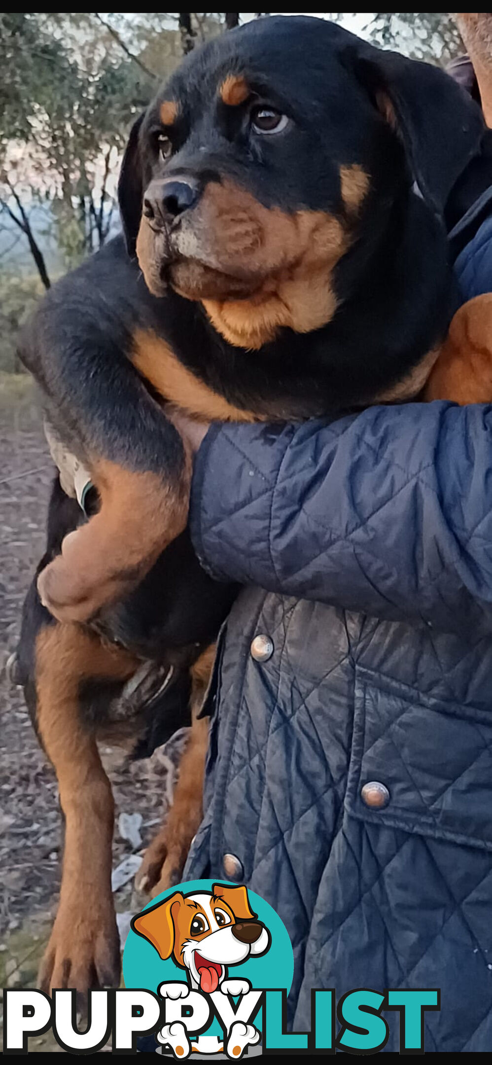 Pure Breed Rottweiler