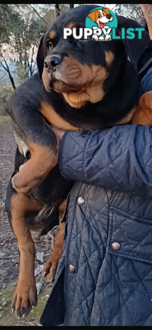 Pure Breed Rottweiler