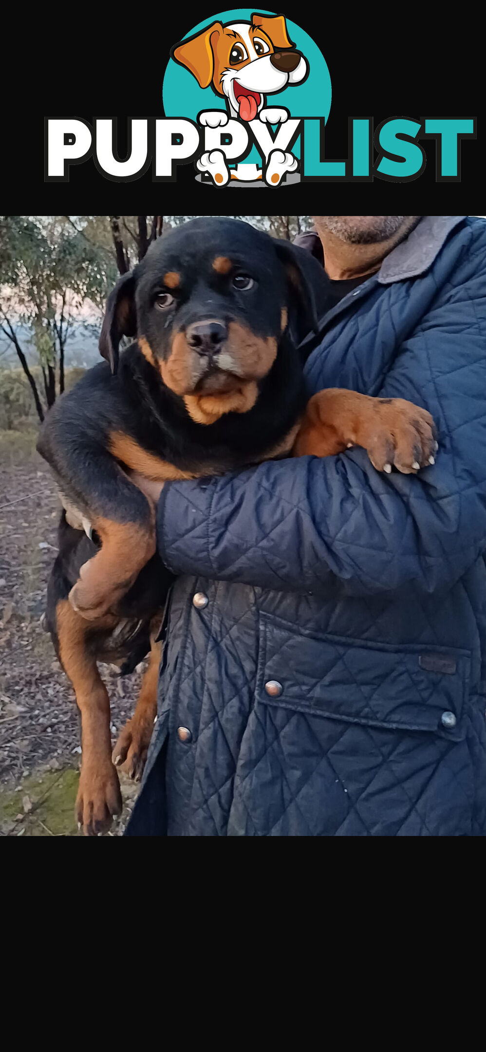 Pure Breed Rottweiler